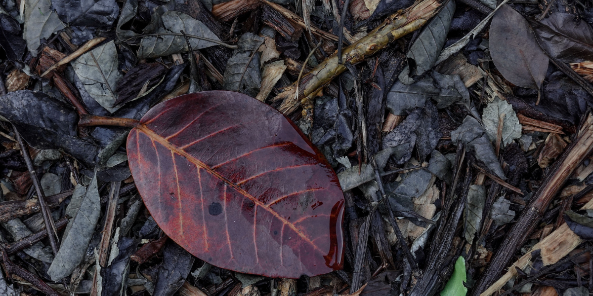Leaf Mulch